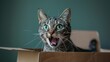 Surprised Cat in Cardboard Box