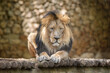 A portrait of a lion sitting and looking down