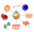 Stem cell. Blastocyst, Neuron, Epithelial, Enterocytes, Cardiac muscle, Fat, blood, Chondrocyte
