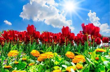 Beautiful fresh red tulips against blue sky with clouds. Nature park, spring and summer, beauty and care