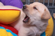 The four-week-old Labrador puppy is playing. He's almost biting into the colorful fabric toy.