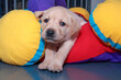 The blonde Labrador puppy lazily hangs over the brightly colored fabric toy.
