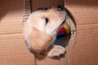 A one-month-old blonde Labrador puppy is investigating the hole in a cardboard box.