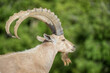 A side close up of an Nubian Ibex and a green background at the zoo 