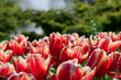 red tulips fully bloomed with backlight and beautiful green background