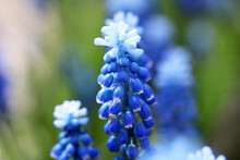 Beautiful Blue Muscari Close-up. Natural Background