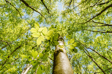 Wall Mural - a view up into the trees direction sky - sustainability picture - stock photo - sunstar