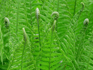 Green spring ferns. Young fresh leaves.