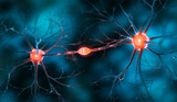 Fototapeta  - Two interacting nerve cells connected with synapse - 3D illustration