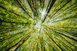 © AdobeTim82 - a view up into the trees direction sky - sustainability picture - stock photo - sunstar