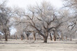 Turanga is a relict tree of the deserts of Kazakhstan; Not far from the village of Zheltorangi there is a whole grove of these trees listed in the Red Book.