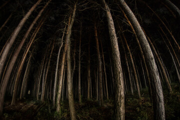 Wall Mural - magical lights sparkling in mysterious forest at night. Nightmare pine forest.