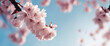 close up of a cherry blossom tree with pink flowers