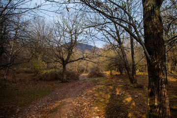 Wall Mural - landscape with beautiful fog in forest on hill or trail through a mysterious winter forest with autu
