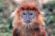 A portrait of an Javan Langur monkey 