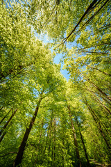 Wall Mural - a view up into the trees direction sky - sustainability picture - stock photo - sunstar