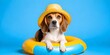 A beagle dog wearing a straw hat and sitting in a inflatable ring against a light background