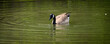 Beautiful view of a goose on a pond with water on it
