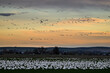 Snow geese on a migration path to the north