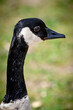 Closeup of a gooses head and eye in nature