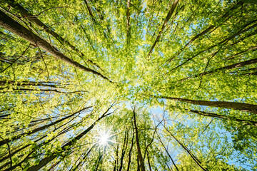 Wall Mural - a view up into the trees direction sky - sustainability picture - stock photo - sunstar