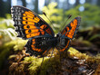 Un gros plan d'un papillon orange et noir reposant sur du bois couvert de mousse, avec ses ailes largement déployées sur fond de forêt à l'aube.
