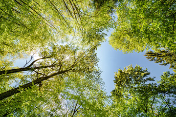 Wall Mural - a view up into the trees direction sky - sustainability picture - stock photo - sunstar