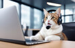 Smart Cat wear headset calling  talk by webcam in online chat, customer support service.