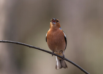 Wall Mural -  beautiful bright bird, a male finch sits on a tree branch in a spring sunny garden and sings loudly