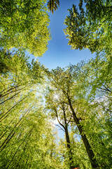 Wall Mural - a view up into the trees direction sky - sustainability picture - stock photo - sunstar
