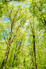 Wall Mural - a view up into the trees direction sky - sustainability picture - stock photo - sunstar