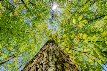 Wall Mural - a view up into the trees direction sky - sustainability picture - stock photo - sunstar