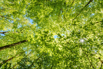 Wall Mural - a view up into the trees direction sky - sustainability picture - stock photo - sunstar