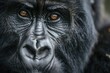© Olena - Intense Gaze: Silverback Mountain Gorilla during Family Life Events - A thrilling image