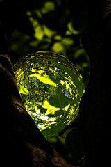 Wall Mural - springtime forest with sun shining through crystal lensball leaves and branches. nature, forestry, t