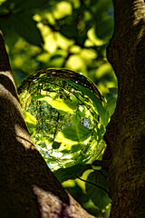 Wall Mural - springtime forest with sun shining through crystal lensball leaves and branches. nature, forestry, t