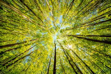 Wall Mural - a view up into the trees direction sky - sustainability picture - stock photo - sunstar