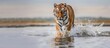 Portrait of a tiger looking for prey in a lake in the forest
