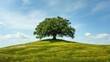 Lone tree on a sunny hillside