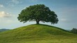 Lone tree on a grassy hill