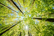 © AdobeTim82 - a view up into the trees direction sky - sustainability picture - stock photo - sunstar