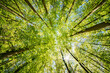 © AdobeTim82 - a view up into the trees direction sky - sustainability picture - stock photo - sunstar