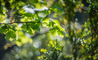Close up of green leaves, shallow depth of field, and blur bokeh effect with vintage lens
