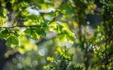 Fototapeta Góry - Close up of green leaves, shallow depth of field, and blur bokeh effect with vintage lens