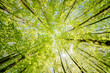 © AdobeTim82 - a view up into the trees direction sky - sustainability picture - stock photo - sunstar
