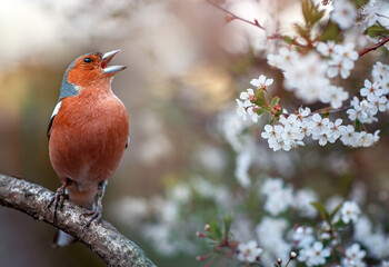 Wall Mural - a beautiful bird male finch sits on a branch of a cherry tree in a spring sunny blooming garden and 