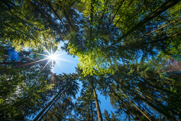 Wall Mural - a view up into the trees direction sky - sustainability picture - stock photo - sunstar