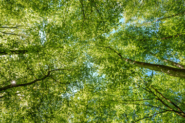 Wall Mural - a view up into the trees direction sky - sustainability picture - stock photo - sunstar