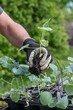 Kartoffelturm im Garten mit Kohlrabi bepflanzen, Gartenarbeit, Jungpflanze eingraben
