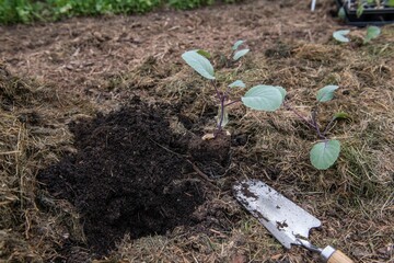 rotkohl im gemüsebeet einpflanzen, jungpflanzen pflanzen, gartenarbeit